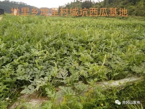 中寨吃瓜,一场别开生面的夏日盛宴 第3张 中寨吃瓜,一场别开生面的夏日盛宴 第3张