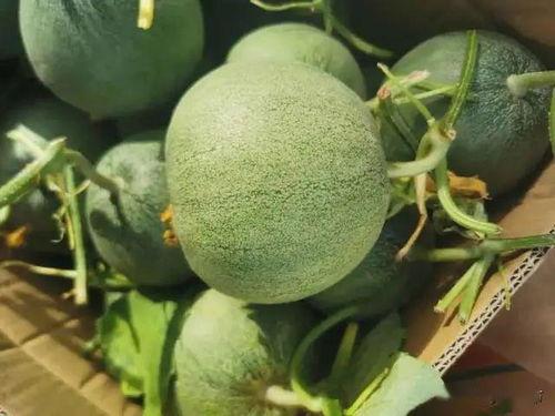 吃线瓜吉利吗,健康又吉利,揭秘瓜果中的养生佳品 第2张 吃线瓜吉利吗,健康又吉利,揭秘瓜果中的养生佳品 第2张