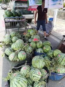 金乡西城吃瓜事件视频,一场引发热议的网络视频风波 第1张 金乡西城吃瓜事件视频,一场引发热议的网络视频风波 第1张