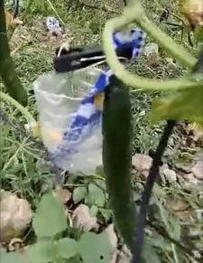 金乡西城吃瓜事件视频,一场引发热议的网络视频风波 第2张 金乡西城吃瓜事件视频,一场引发热议的网络视频风波 第2张