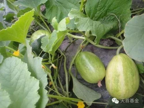小瓜没吃瓜,揭秘瓜类美食背后的故事 第2张 小瓜没吃瓜,揭秘瓜类美食背后的故事 第2张