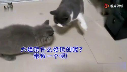 猫咪吵架吃瓜群众,猫咪吵架,吃瓜群众围观 第3张 猫咪吵架吃瓜群众,猫咪吵架,吃瓜群众围观 第3张